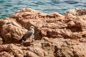 Seagull - an albatross sits on the stone of rocks against the background of the water of the Mediterranean Sea.