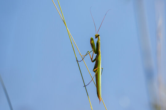 Mantinae Bilder Durchsuchen 234 Archivfotos, und