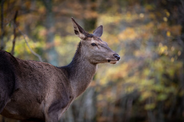 Naklejka na ściany i meble Deer stag in autumn fall