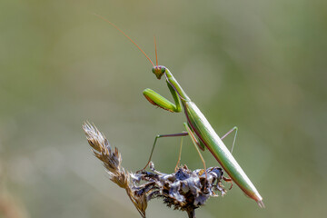 Europäische Gottesanbeterin (Mantis religiosa)