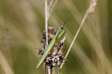 Europäische Gottesanbeterin (Mantis religiosa)