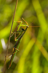 Europäische Gottesanbeterin (Mantis religiosa)