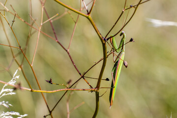 Europäische Gottesanbeterin (Mantis religiosa)