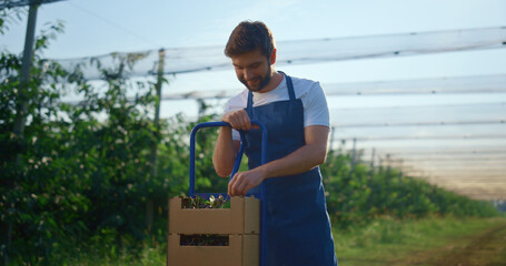 Happy farmer present berry harvest in wooden crate at orchard plantation house. © stockbusters