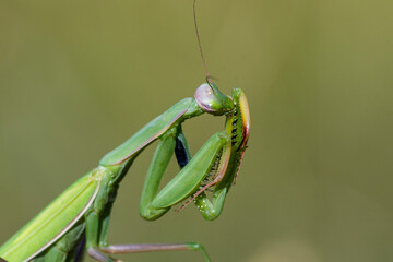 Europäische Gottesanbeterin (Mantis religiosa)