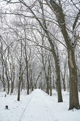 Snow covered winter forest scenery. Winter fairytale