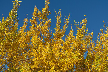 Autumn Tree against a Blue Sky