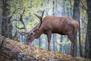 Red deer stag  outside autumn forest.