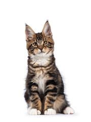 Warm brown tabby Maine Coon cat kitten, sitting facing camera. Looking towards lense with golden eyes. Isolated on a white background.