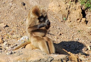 gelada baboon in Ethiopia sitting on a rock