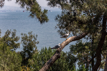 Two seagulls resting on a pine tree at the Sedef Island also known as Mother of Pearl Island over...