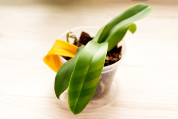 Unhealthy orchid with sun burn on the leaf through the blinds, yellowed leaves. wrong care....
