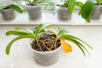 Old orchid plant with naturaly yellow dry leaf and open old root. Plants need separation and replanting.