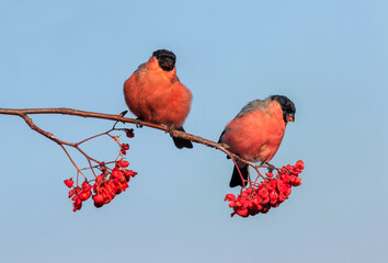 two red bullfinch birds are sitting on the branches of a rowan tree and eating juicy berries...