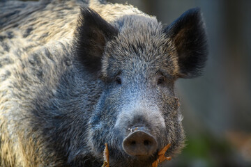 Portrait male Wild boar in autumn forest