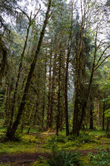Fototapeta na wymiar Mystic rainforest in Olympic National Park, Washington State