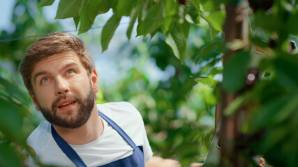 Garden worker picking berry branches in horticultural sunny plantation portrait