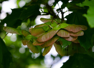 Green maple and young seeds