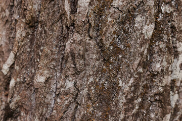 Texture of tree bark as background, closeup view