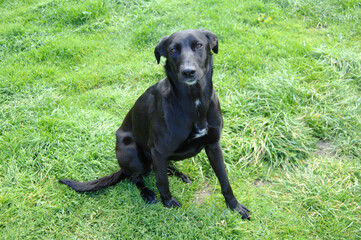 Labrador cross dogs garden portraits canine k9