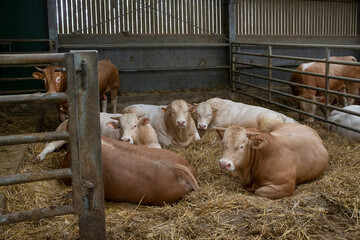 Blonde d'Aquitaine cows at stable. Resting in straw. Bulls
