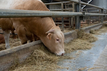 Blonde d'Aquitaine cows at stable.