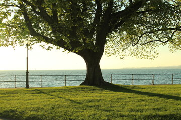 Sunset over Lake Constance (Bodensee) in Bregenz, Austria. 