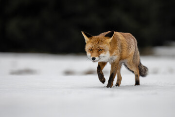 The fox runs on the pasture and hunts.