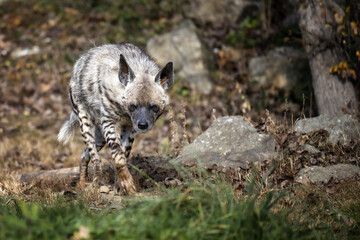 The hyena walks in its territory.