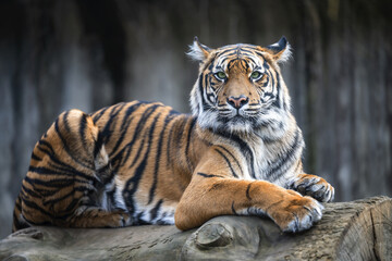 Fototapeta na wymiar A tiger rests on the trunk of a felled tree.