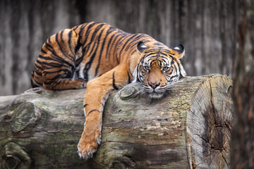 A tiger rests on the trunk of a felled tree. © Martin