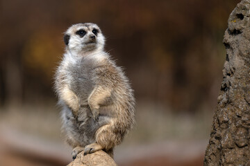 The meerkat is alert and watching the danger.