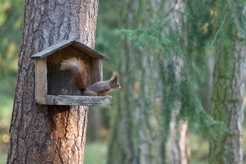 Sciurus. Rodent. The squirrel sits on a tree. Beautiful red squirrel in the park.