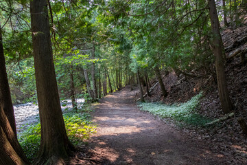 Obraz premium Trail in the forest at the river