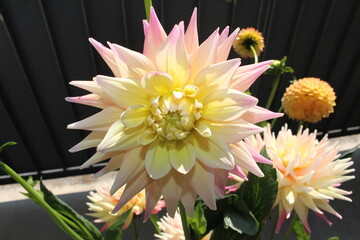 Pink and yellow semi-cactus dahlia flower