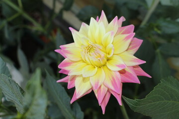 Pink and yellow semi-cactus dahlia flower © RukiMedia