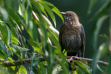 Amsel (Turdus merula) Weibchen an einem Apfel