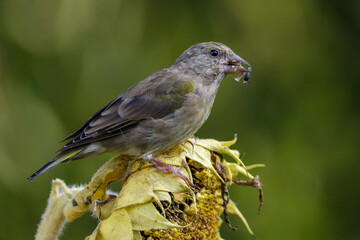 Grünfink (Carduelis chloris)
