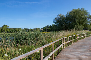 Boardwalk through a marsh on a summer day