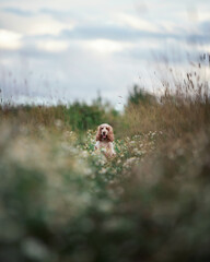 Beautiful english cocker spaniel dog portrait in nature