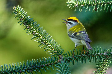 Sommergoldhähnchen (Regulus ignicapillus)