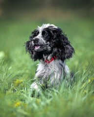 Beautiful english cocker spaniel dog portrait in nature