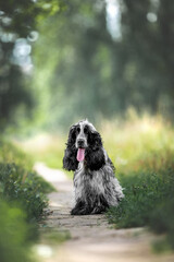 Beautiful english cocker spaniel dog portrait in nature