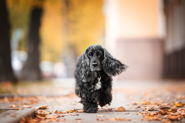 Beautiful english cocker spaniel dog portrait in nature