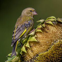 Grünfink (Carduelis chloris) Männchen