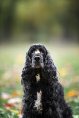 Beautiful english cocker spaniel dog portrait in nature