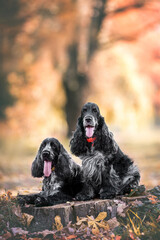 Beautiful english cocker spaniel dog portrait in nature