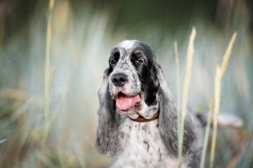 Beautiful english cocker spaniel dog portrait in nature
