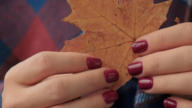 Stylish red female nails. Fall leaf in hands. Modern Beautiful manicure. Autumn winter nail design concept of beauty treatment. Gel nails. Skin care. Wellness. Trendy colors.