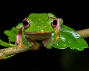 Curious eyes of Malabar gliding frog